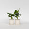 Plant in a Box - Set van 2 Musa Oriental Dwarf - Tropische bananenplanten - Kamerplanten - Pot 12 - Hoogte 25-40