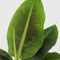 Plant in a Box - Set van 2 Musa Oriental Dwarf - Tropische bananenplanten - Kamerplanten - Pot 12 - Hoogte 25-40