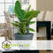 Plant in a Box - Set van 2 Musa Oriental Dwarf - Tropische bananenplanten - Kamerplanten - Pot 12 - Hoogte 25-40