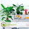 Plant in a Box - Set van 2 Musa Oriental Dwarf - Tropische bananenplanten - Kamerplanten - Pot 12 - Hoogte 25-40