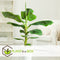 Plant in a Box - Set van 2 Musa Oriental Dwarf - Tropische bananenplanten - Kamerplanten - Pot 12 - Hoogte 25-40