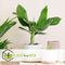 Plant in a Box - Set van 2 Musa Oriental Dwarf - Tropische bananenplanten - Kamerplanten - Pot 12 - Hoogte 25-40