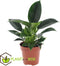 Plant in a Box - Set van 2 Philodendron Green Princess - Sterke kamerplant - Groene glanzende bladeren - Pot 12cm - Hoogte 20-30cm