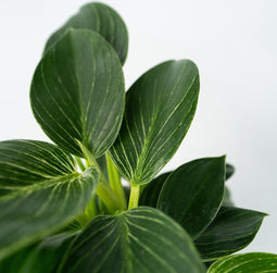 Plant in a Box - Set van 2 Philodendron 'White Wave' - Kamerplant - Pot 12cm - Hoogte 20-30cm