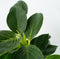 Plant in a Box - Set van 2 Philodendron 'White Wave' - Kamerplant - Pot 12cm - Hoogte 20-30cm