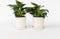 Plant in a Box - Set van 2 Philodendron 'White Wave' - Kamerplant - Pot 12cm - Hoogte 20-30cm
