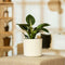 Plant in a Box - Set van 2 Philodendron 'White Wave' - Kamerplant - Pot 12cm - Hoogte 20-30cm