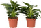 Plant in a Box - Set van 2 Philodendron 'White Wave' - Kamerplant - Pot 12cm - Hoogte 20-30cm