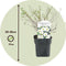 Plant in a Box - Set van 2 Potentilla Abbotswood - Pot 17cm - Hoogte 20-30cm - Potentilla fruticosa