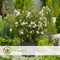 Plant in a Box - Set van 2 Potentilla Abbotswood - Pot 17cm - Hoogte 20-30cm - Potentilla fruticosa