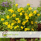 Plant in a Box - Set van 2 Potentilla Kobold - Pot 17cm - Hoogte 20-30cm - Potentilla fruticosa