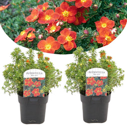 Plant in a Box - Set van 2 Potentilla Red Ace - Pot 17cm - Hoogte 20-30cm - Potentilla fruticosa