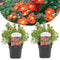 Plant in a Box - Set van 2 Potentilla Red Ace - Pot 17cm - Hoogte 20-30cm - Potentilla fruticosa