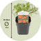 Plant in a Box - Set van 2 Potentilla Red Ace - Pot 17cm - Hoogte 20-30cm - Potentilla fruticosa