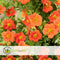 Plant in a Box - Set van 2 Potentilla Red Ace - Pot 17cm - Hoogte 20-30cm - Potentilla fruticosa