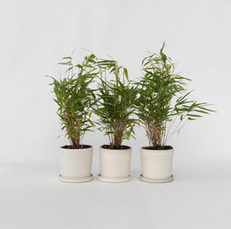 Plant in a Box - Set van 3 Fargesia Rufa - Niet woekerende bamboe winterhard - Groen - Pot 13cm - Hoogte 25-40cm