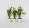 Plant in a Box - Set van 3 Fargesia Rufa - Niet woekerende bamboe winterhard - Groen - Pot 13cm - Hoogte 25-40cm