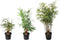 Plant in a Box - Set van 3 Fargesia Rufa - Niet woekerende bamboe winterhard - Groen - Pot 13cm - Hoogte 25-40cm