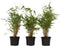 Plant in a Box - Set van 3 Fargesia Rufa - Niet woekerende bamboe winterhard - Groen - Pot 13cm - Hoogte 25-40cm
