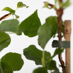 Plant in a Box - Set van 3 Hydrangea 'Petiolaris’ - Klimhortensia - Pot 9cm - Hoogte 25-40cm