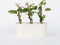 Plant in a Box - Set van 3 Hydrangea 'Petiolaris’ - Klimhortensia - Pot 9cm - Hoogte 25-40cm