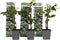 Plant in a Box - Set van 3 Hydrangea 'Petiolaris’ - Klimhortensia - Pot 9cm - Hoogte 25-40cm