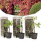 Plant in a Box - Set van 3 Parthenocissus 'Wilde Wingerd' - Pot 9cm - Hoogte 25-40cm