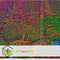 Plant in a Box - Set van 3 Parthenocissus 'Wilde Wingerd' - Pot 9cm - Hoogte 25-40cm