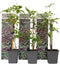Plant in a Box - Set van 3 Parthenocissus 'Wilde Wingerd' - Pot 9cm - Hoogte 25-40cm