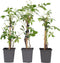 Plant in a Box - Set van 3 Parthenocissus 'Wilde Wingerd' - Pot 9cm - Hoogte 25-40cm