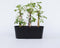 Plant in a Box - Set van 3 Parthenocissus 'Wilde Wingerd' - Pot 9cm - Hoogte 25-40cm