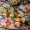 Plant in a Box - Set van 3 Parthenocissus 'Wilde Wingerd' - Pot 9cm - Hoogte 25-40cm