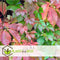 Plant in a Box - Set van 3 Parthenocissus 'Wilde Wingerd' - Pot 9cm - Hoogte 25-40cm