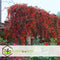 Plant in a Box - Set van 3 Parthenocissus 'Wilde Wingerd' - Pot 9cm - Hoogte 25-40cm
