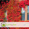 Plant in a Box - Set van 3 Parthenocissus 'Wilde Wingerd' - Pot 9cm - Hoogte 25-40cm
