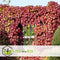 Plant in a Box - Set van 3 Parthenocissus 'Wilde Wingerd' - Pot 9cm - Hoogte 25-40cm