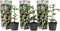 Plant in a Box - Set van 3 Passiflora Edulis - Passievrucht - Klimplanten - Pot 9cm - Hoogte 25-40cm