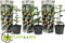 Plant in a Box - Set van 3 Passiflora Edulis - Passievrucht - Klimplanten - Pot 9cm - Hoogte 25-40cm