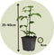Plant in a Box - Set van 3 Passiflora Edulis - Passievrucht - Klimplanten - Pot 9cm - Hoogte 25-40cm