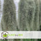 Plant in a Box - Set van 3 Tillandsia Usneoides 'Baard tillandsias' - Luchtplantjes - Kamerplanten - Decoratie - Hoogte 25-40cm