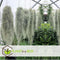 Plant in a Box - Set van 3 Tillandsia Usneoides 'Baard tillandsias' - Luchtplantjes - Kamerplanten - Decoratie - Hoogte 25-40cm