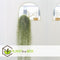 Plant in a Box - Set van 3 Tillandsia Usneoides 'Baard tillandsias' - Luchtplantjes - Kamerplanten - Decoratie - Hoogte 25-40cm