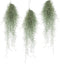 Plant in a Box - Set van 3 Tillandsia Usneoides 'Baard tillandsias' - Luchtplantjes - Kamerplanten - Decoratie - Hoogte 25-40cm