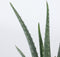 Plant in a Box - Set van 4 Aloë Vera - Kamerplanten - Succulenten - Pot 10,5cm - Hoogte 25-40cm