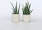 Plant in a Box - Set van 4 Aloë Vera - Kamerplanten - Succulenten - Pot 10,5cm - Hoogte 25-40cm