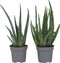 Plant in a Box - Set van 4 Aloë Vera - Kamerplanten - Succulenten - Pot 10,5cm - Hoogte 25-40cm