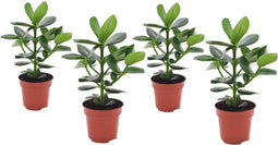 Plant in a Box - Set van 4 Clusia rosea Princess - Stevige kamerplant - Groene bladeren - Pot 12cm - Hoogte 25-35cm