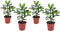 Plant in a Box - Set van 4 Clusia rosea Princess - Stevige kamerplant - Groene bladeren - Pot 12cm - Hoogte 25-35cm
