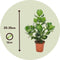 Plant in a Box - Set van 4 Clusia rosea Princess - Stevige kamerplant - Groene bladeren - Pot 12cm - Hoogte 25-35cm
