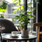 Plant in a Box - Set van 4 Coffea Arabica - Koffieplant - Kamerplant - Struik - Pot 12cm - Hoogte 25-40cm